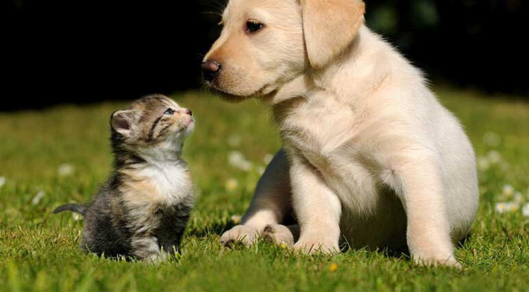 ANIMAUX